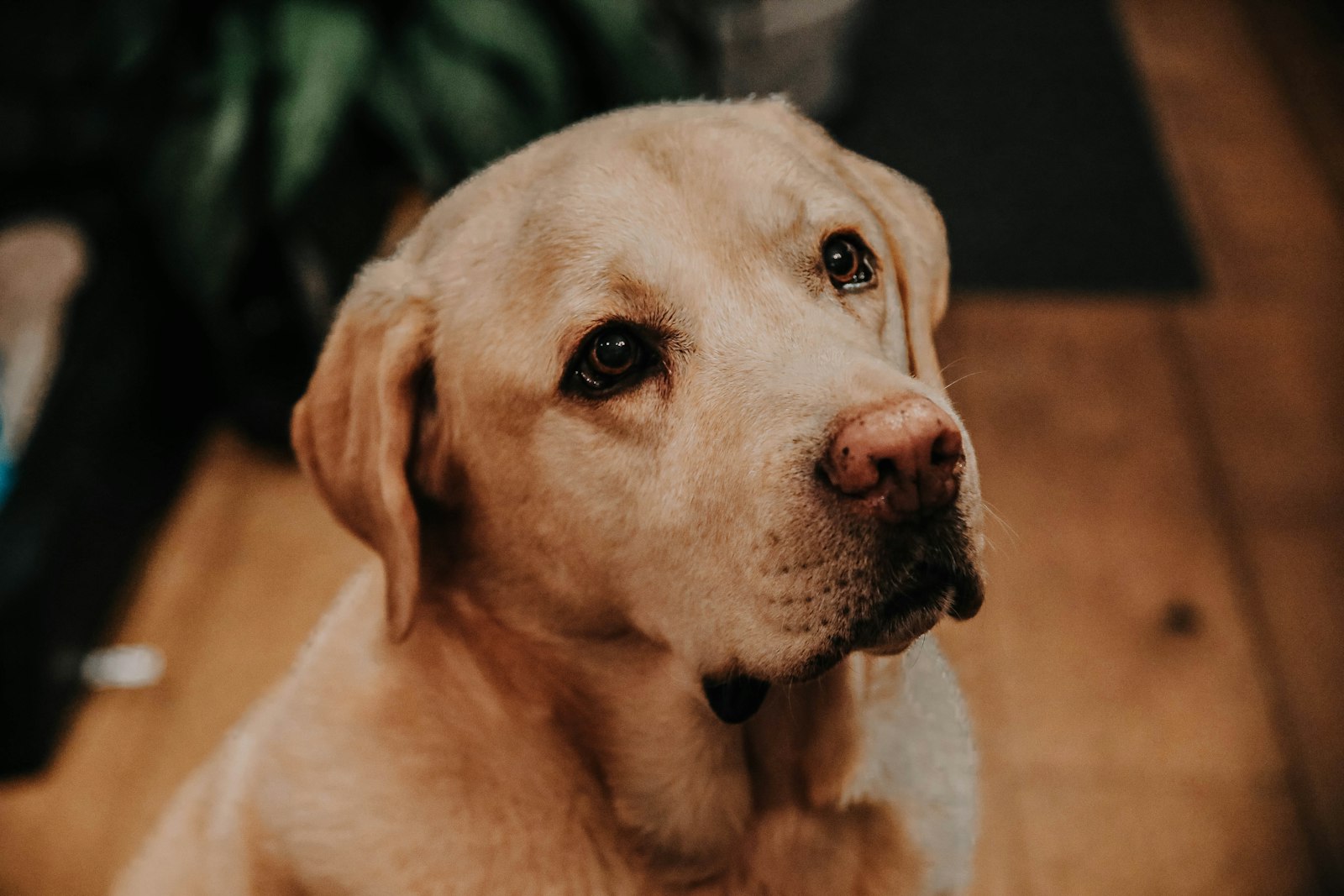 Labrador Retrievers in Dublin: Health, Weight, Exercise, and Vet Care Basics